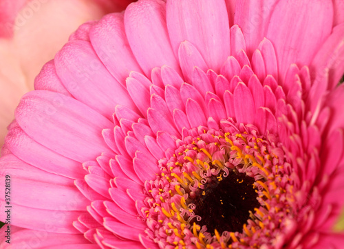 Fototapeta Naklejka Na Ścianę i Meble -  Pinke Gerbera Blume makro