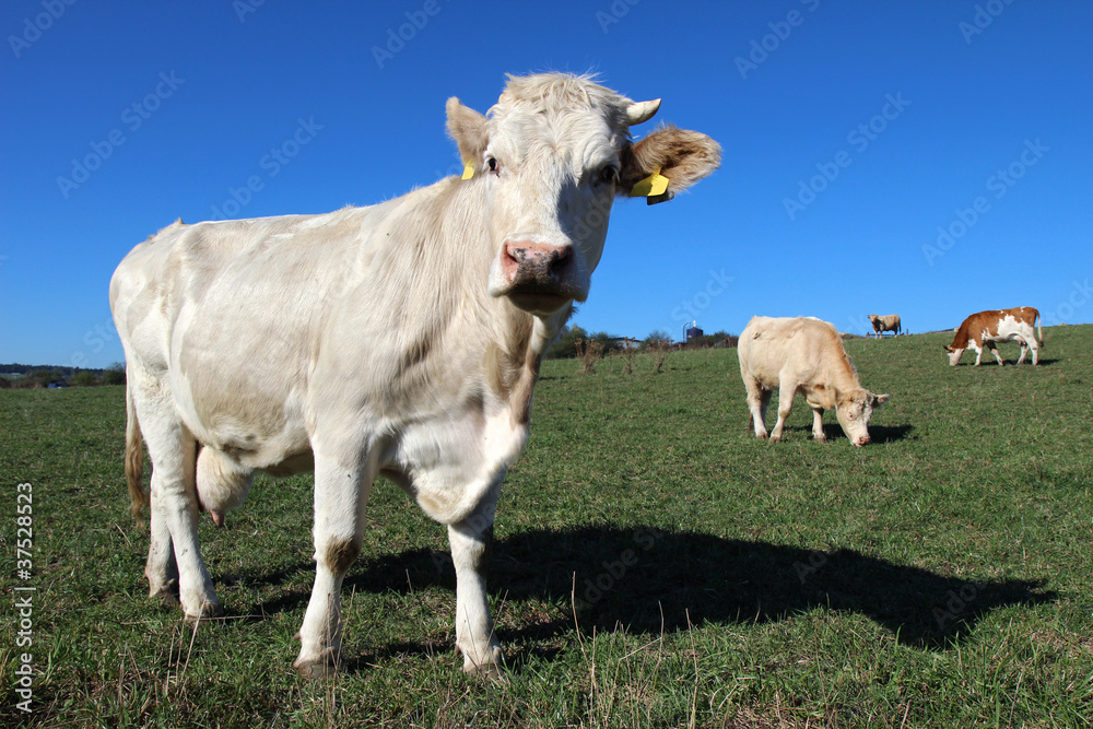 young white cow on green agriculture field young white cow on green agriculture field