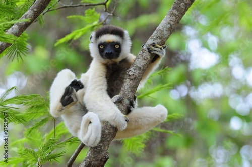 Dancing Sifaka (Lemur) photo