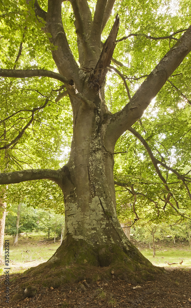 Fototapeta premium Giant beech, wide angle photo