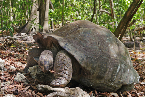 Seychelles Giant tortoise