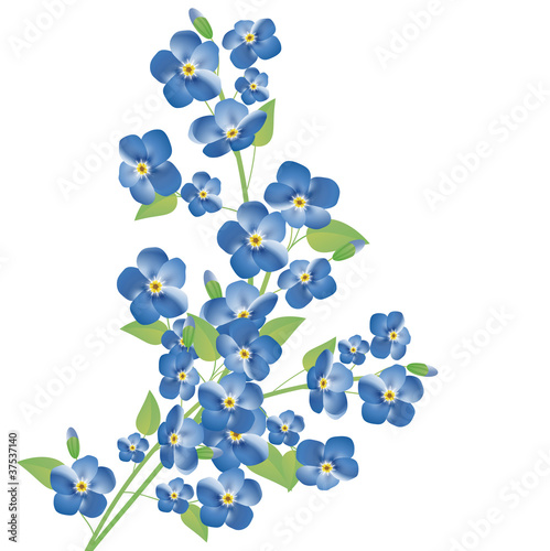 forget-me-not flowers