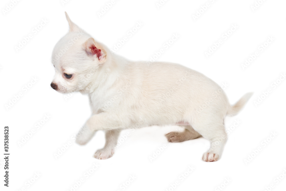 Chihuahua puppy in front of white background Chihuahua puppy in front of white background
