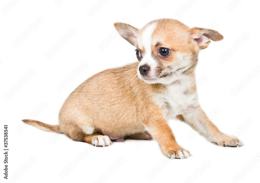 Chihuahua puppy in front of white background