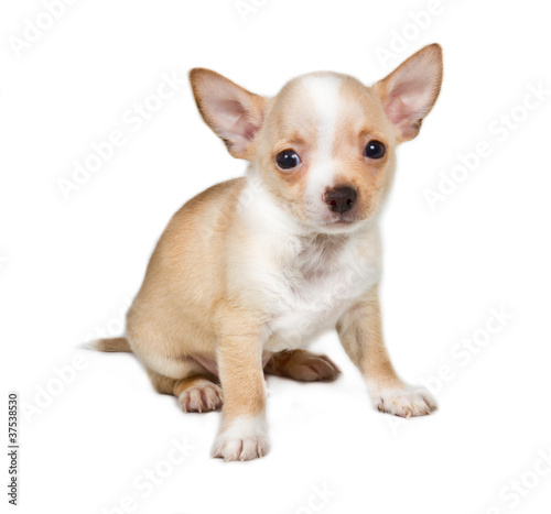 Chihuahua puppy in front of white background