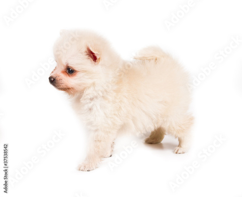 Pomeranian dog isolated on a white background