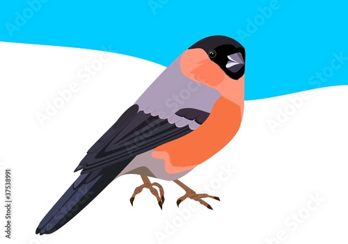 Bullfinch