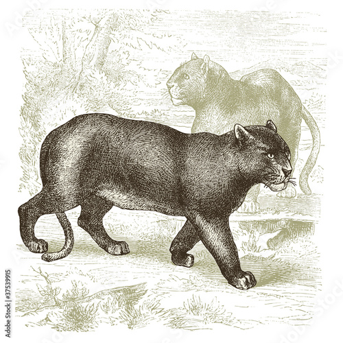 Cougar