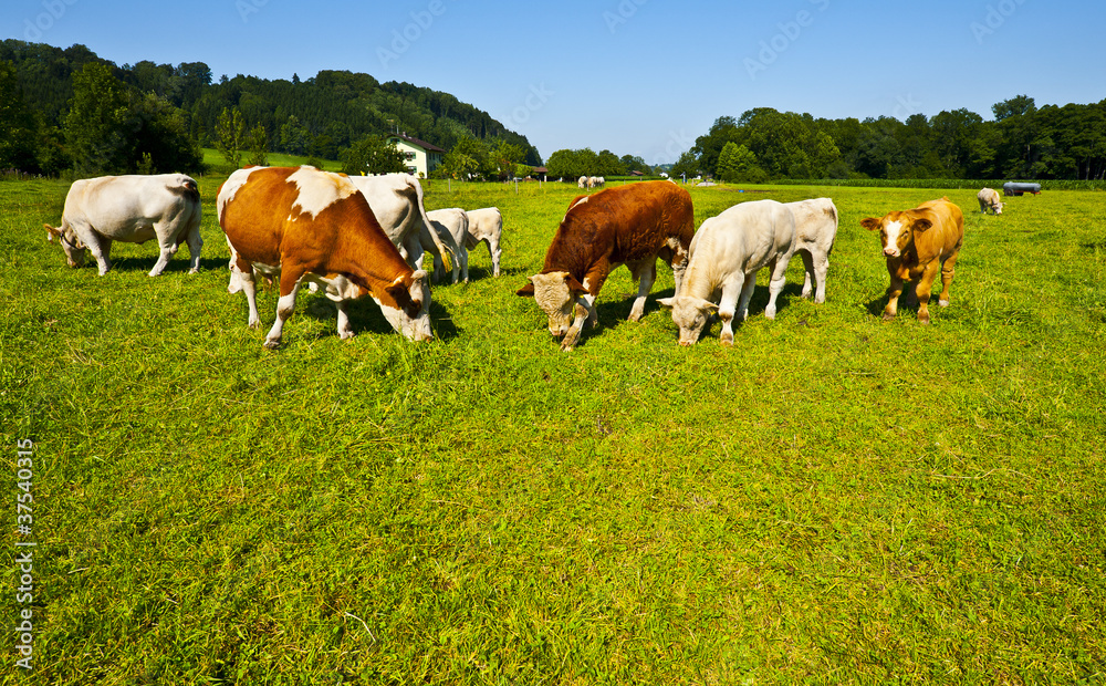 Grazing Cows