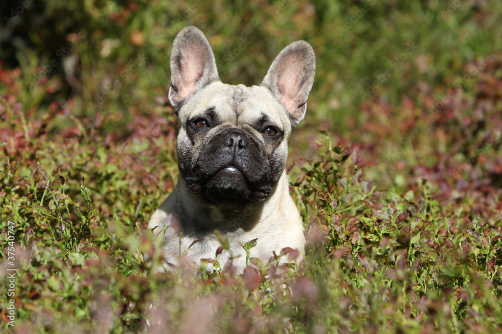Fototapeta premium portrait de bouledogue français