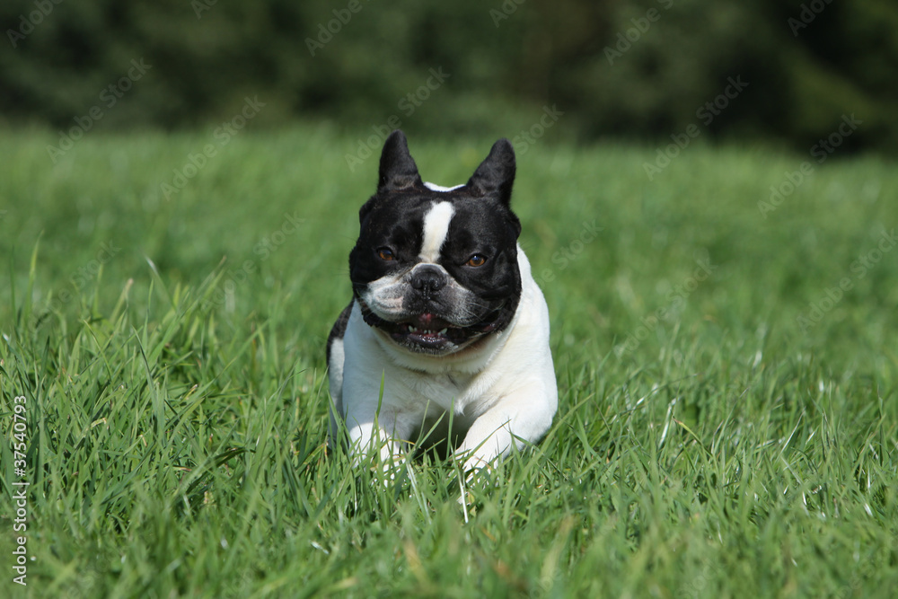 bouledogue français en course dans l'herbe