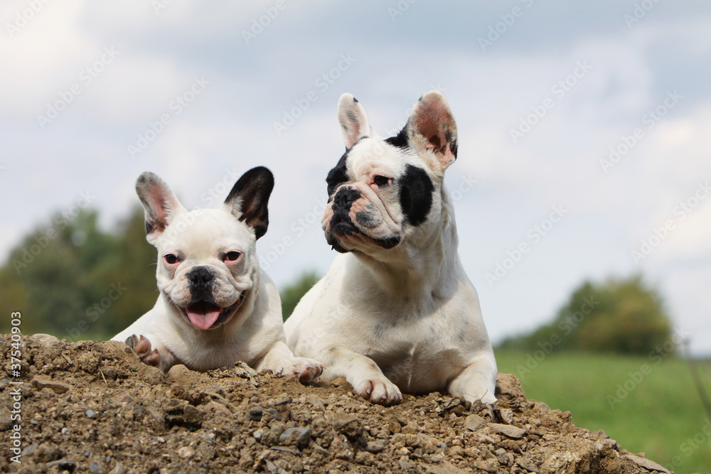 female french bulldog and puppy