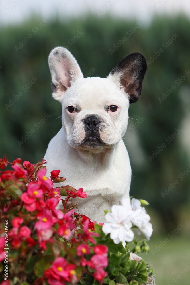 young french bulldog with flowers