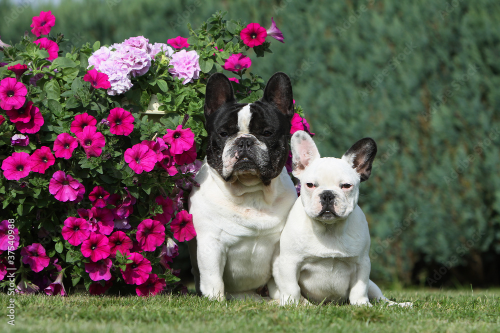 maman bouledogue français et son chiot