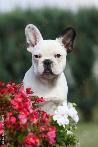 young french bulldog with flowers © Dogs