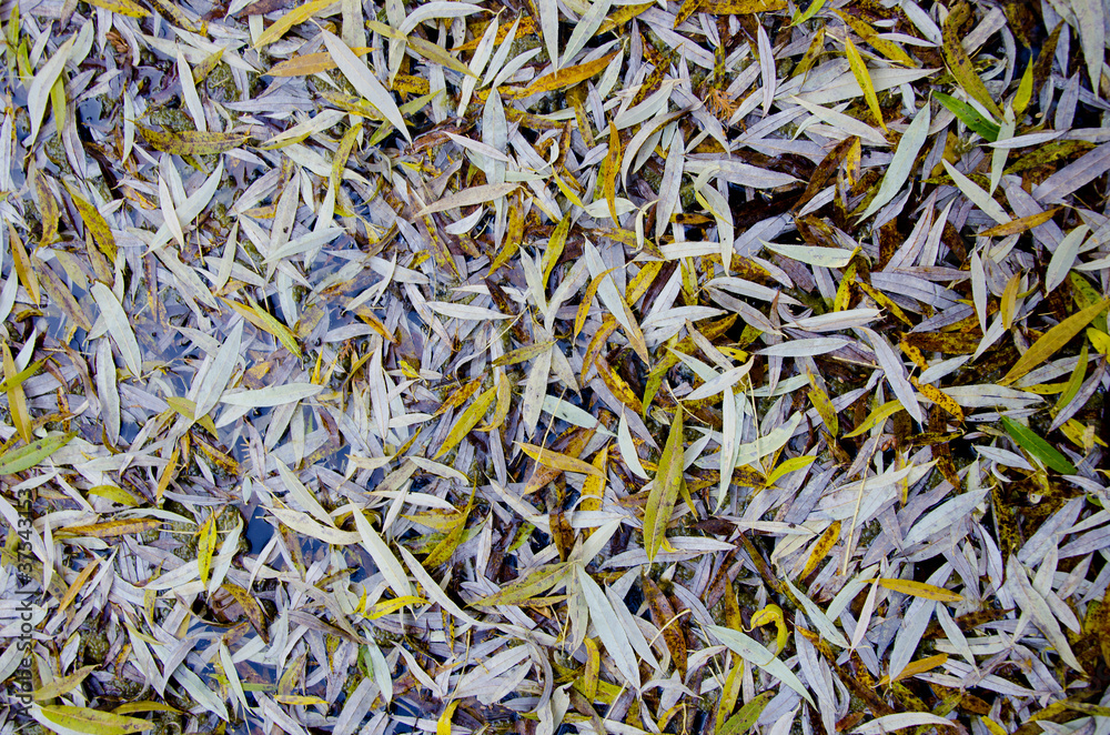 Willow leaves fall on ground in autumn background. Willow leaves fall on ground in autumn background.