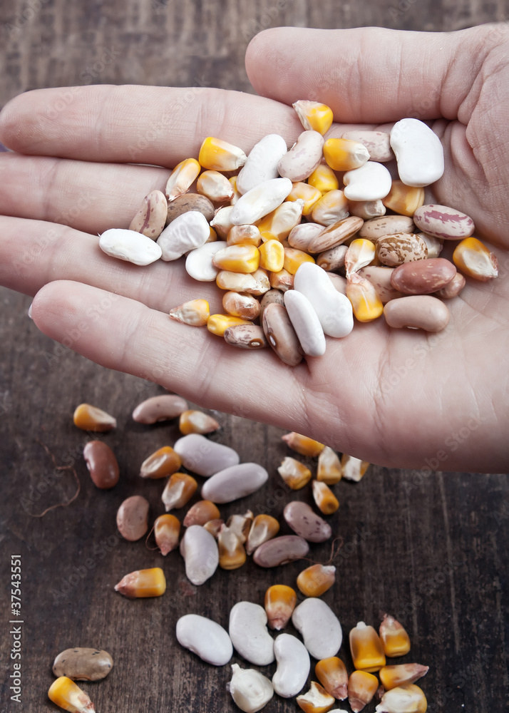 hand holding bean grains hand holding bean grains