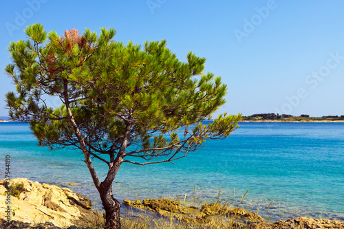 Fototapeta Naklejka Na Ścianę i Meble -  Mediterranean pine