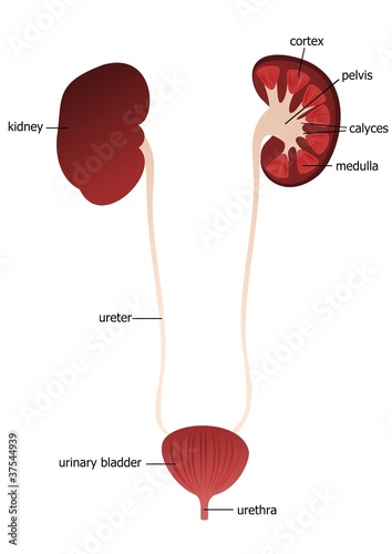 Kidney, ureter, urethra - description