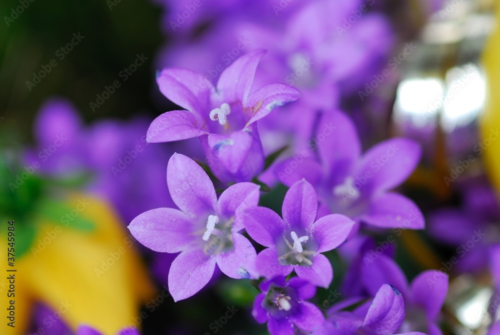 Glockenblume
