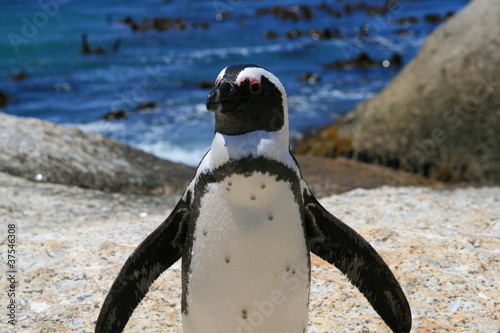 Single Jackass / African Penguins