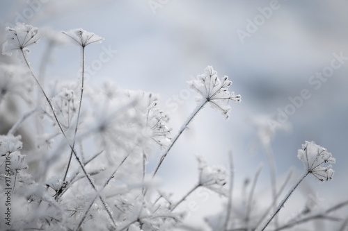 Winter © Gudellaphoto