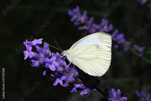 weisser schmetterling auf lawendel