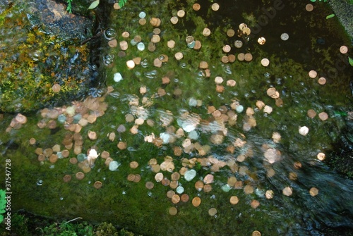 Lucky coins in stream of water