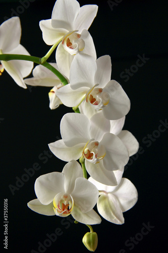 Photo Orchid white on a black background