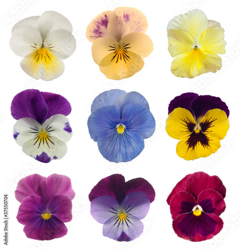 collection of pansies