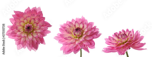 three views of one daisy