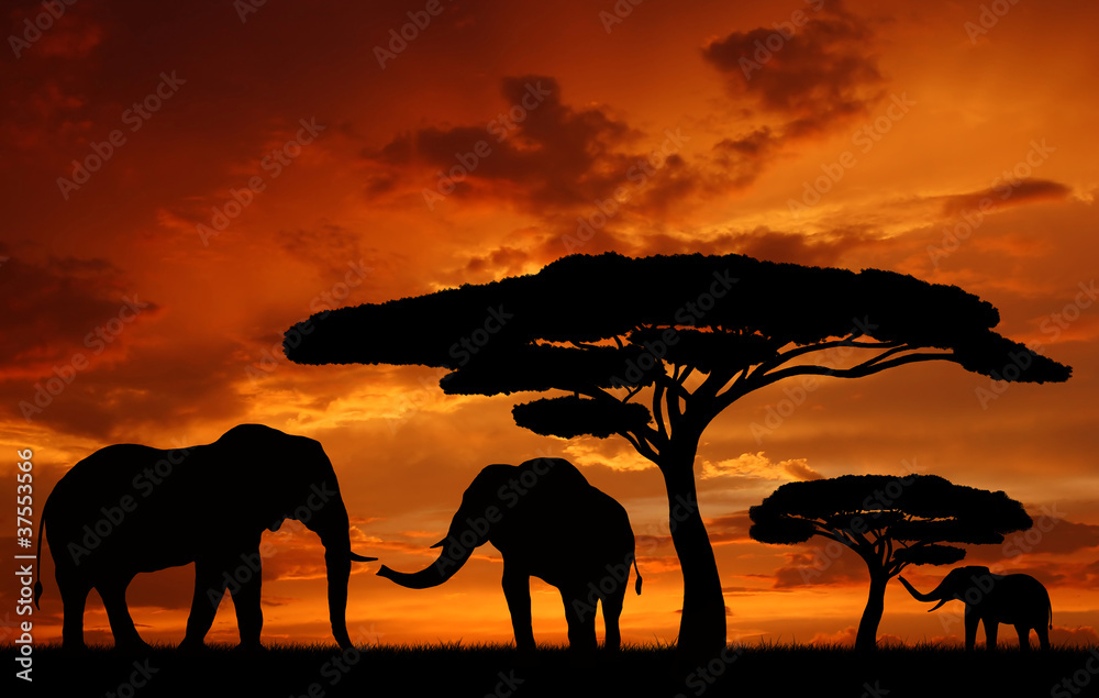 Silhouette elephants in the sunset - obrazy, fototapety, plakaty 