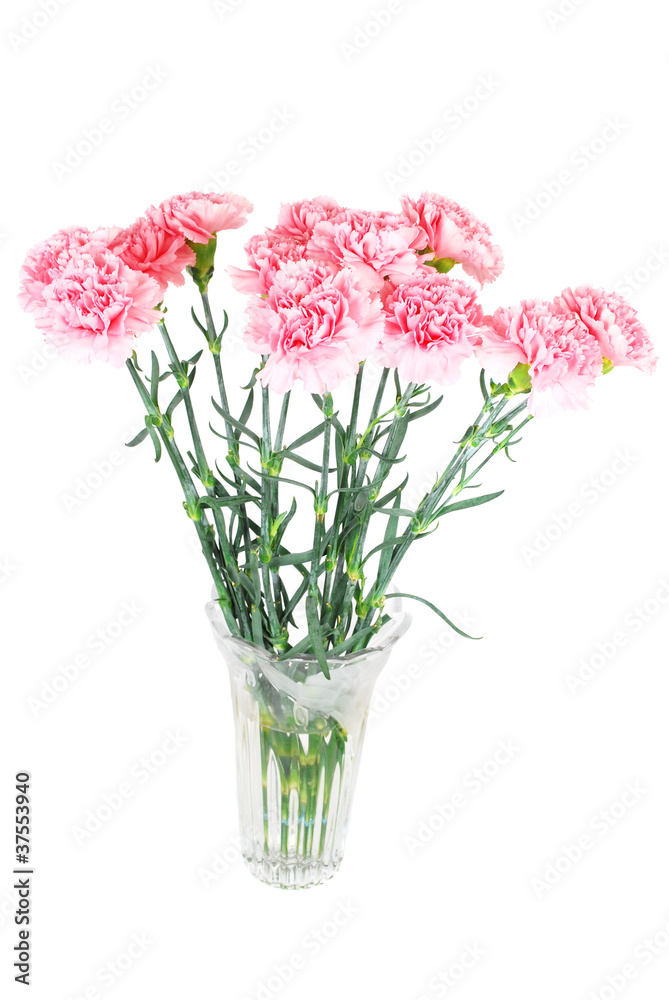 pink carnationon in vase.