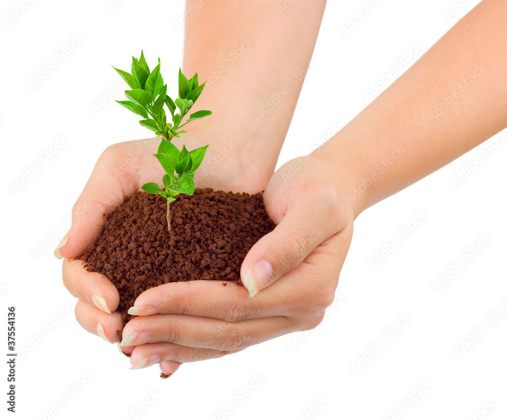 Hands and plant