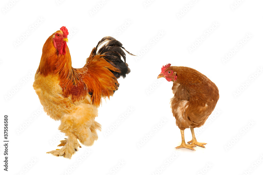 yellow cock and hen