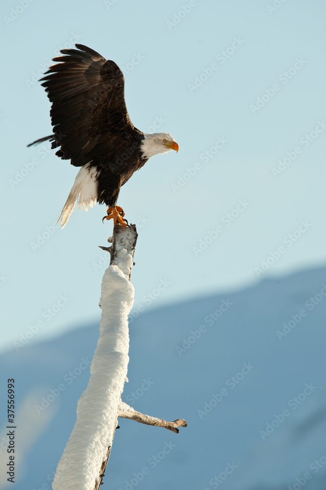 Fototapeta premium The Bald Eagle (Haliaeetus leucocephalus)
