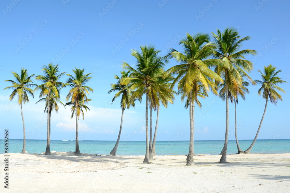 palmenstrand palmenstrand