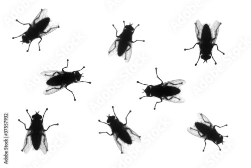 Silhouetted houseflies on White © imagesab