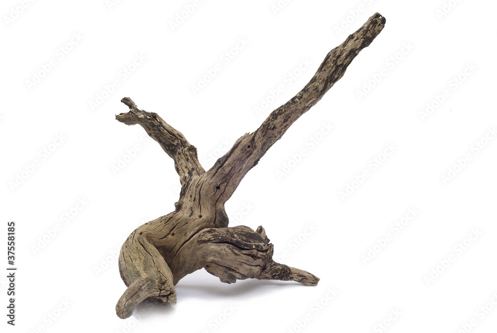 Piece of driftwood Piece of driftwood