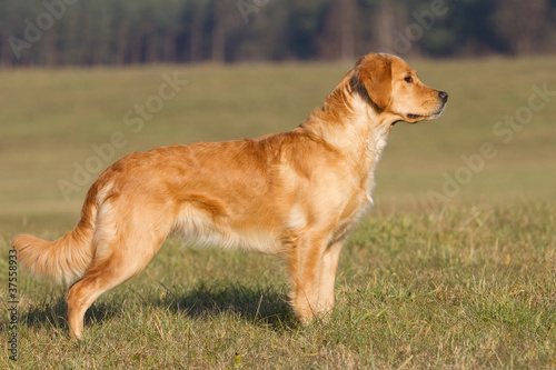 Golden Retriever Standbild