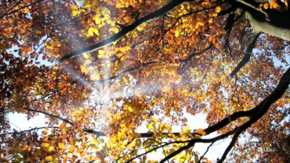 herbst