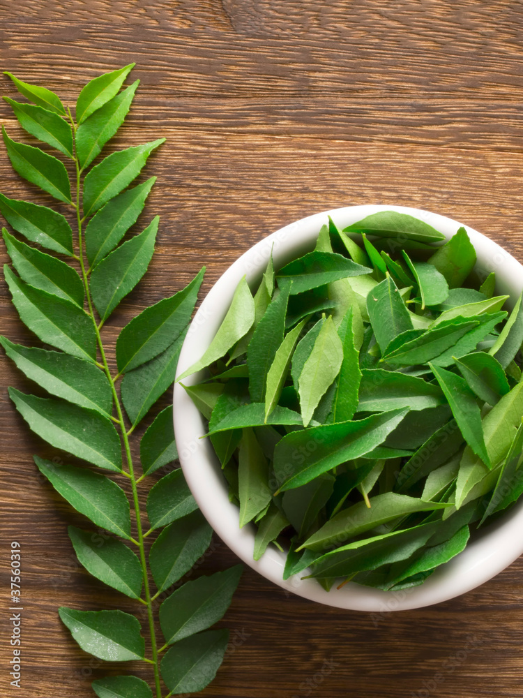 close up of fresh indian curry leaves