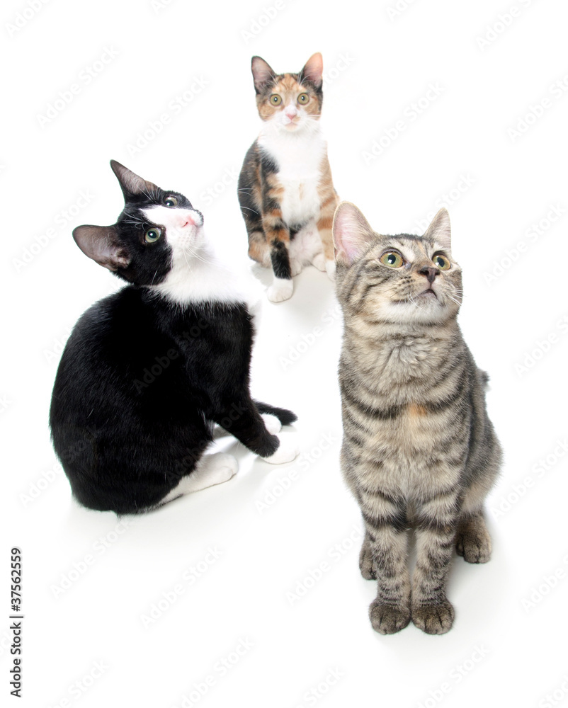 Group of cats on white