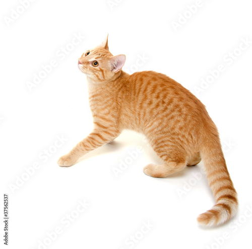 Yellow cat on white background
