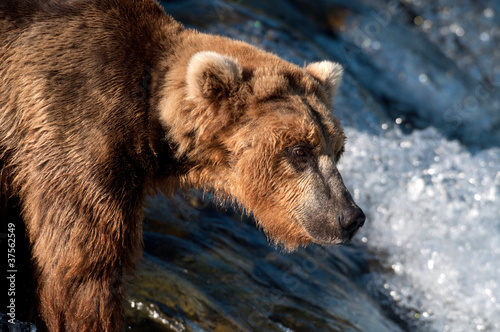 Wallpaper Mural Alaskan brown bear fishing for salmon Torontodigital.ca