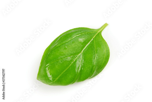 Grünes Blatt Basilikum auf weißem Hintergrund