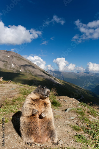 Alpine Marmot. High Alps, Austria.