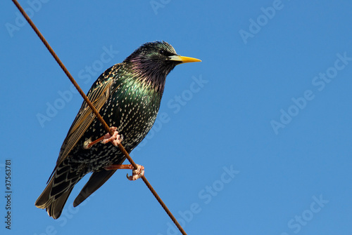 Foto A starling bird perched on a wire.