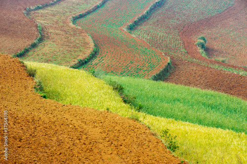 Fotografie Wheat field