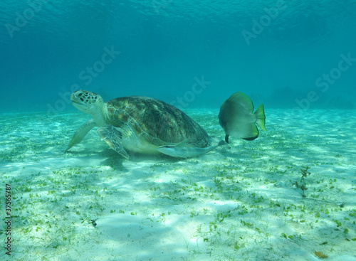 Begegnung im Meer